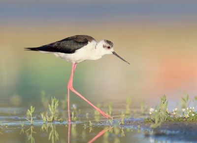 <i class='fa fa-user'></i>&nbsp;Henk Laverman&nbsp;|   Steltkluut&nbsp; <i class='fa fa-eye'>&nbsp;482</i> &nbsp;<i class='fa fa-thumbs-up'>&nbsp;8</i> &nbsp; <i class='fa fa-comment-o'>&nbsp;11</i>