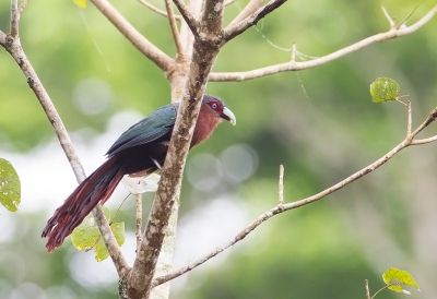 <i class='fa fa-user'></i>&nbsp;charlysax&nbsp;|   Roestbuikmalkoha&nbsp; <i class='fa fa-eye'>&nbsp;112</i> &nbsp; <i class='fa fa-comment-o'>&nbsp;2</i>