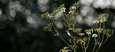 <i class='fa fa-user'></i>&nbsp;Fons Hoiting&nbsp;|   Bosrietzanger&nbsp; <i class='fa fa-eye'>&nbsp;395</i> &nbsp;<i class='fa fa-thumbs-up'>&nbsp;11</i> &nbsp; <i class='fa fa-comment-o'>&nbsp;18</i>