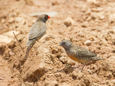 <i class='fa fa-user'></i>&nbsp;Paul van Giersbergen&nbsp;|   Kwartelastrild&nbsp; <i class='fa fa-eye'>&nbsp;237</i> &nbsp; <i class='fa fa-comment-o'>&nbsp;0</i>