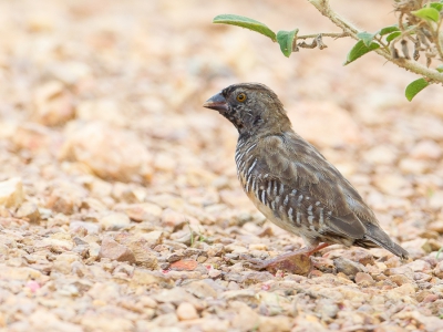 <i class='fa fa-user'></i>&nbsp;Paul van Giersbergen&nbsp;|   Kwartelastrild&nbsp; <i class='fa fa-eye'>&nbsp;270</i> &nbsp; <i class='fa fa-comment-o'>&nbsp;1</i>