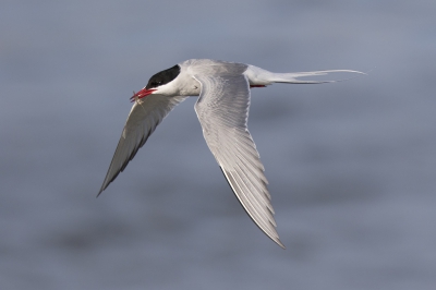 <i class='fa fa-user'></i>&nbsp;Peter Soer&nbsp;|   Noordse Stern&nbsp; <i class='fa fa-eye'>&nbsp;255</i> &nbsp; <i class='fa fa-comment-o'>&nbsp;3</i>