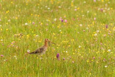 <i class='fa fa-user'></i>&nbsp;jwchess&nbsp;|   Grutto&nbsp; <i class='fa fa-eye'>&nbsp;249</i> &nbsp;<i class='fa fa-thumbs-up'>&nbsp;2</i> &nbsp; <i class='fa fa-comment-o'>&nbsp;10</i>