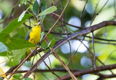 <i class='fa fa-user'></i>&nbsp;charlysax&nbsp;|   Grote Iora&nbsp; <i class='fa fa-eye'>&nbsp;141</i> &nbsp; <i class='fa fa-comment-o'>&nbsp;1</i>