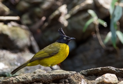 <i class='fa fa-user'></i>&nbsp;charlysax&nbsp;|   Zwartkuifbuulbuul&nbsp; <i class='fa fa-eye'>&nbsp;196</i> &nbsp;<i class='fa fa-thumbs-up'>&nbsp;4</i> &nbsp; <i class='fa fa-comment-o'>&nbsp;4</i>