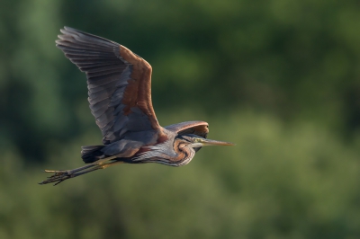 Deze purperreiger verliet s'ochtends de broedkolonie om zijn kroost van voedsel te voorzien.