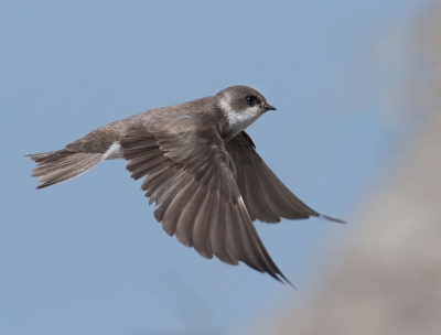 <i class='fa fa-user'></i>&nbsp;Wilfried Solarz&nbsp;|   Oeverzwaluw&nbsp; <i class='fa fa-eye'>&nbsp;433</i> &nbsp;<i class='fa fa-thumbs-up'>&nbsp;10</i> &nbsp; <i class='fa fa-comment-o'>&nbsp;10</i>