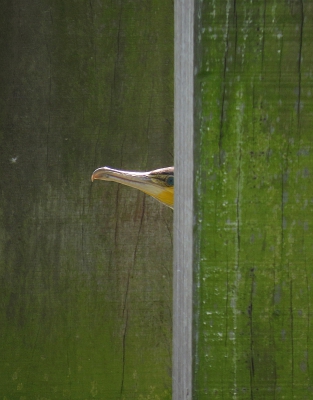 <i class='fa fa-user'></i>&nbsp;sieb&nbsp;|   Aalscholver&nbsp; <i class='fa fa-eye'>&nbsp;486</i> &nbsp;<i class='fa fa-thumbs-up'>&nbsp;11</i> &nbsp; <i class='fa fa-comment-o'>&nbsp;17</i>