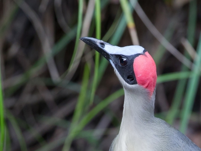 <i class='fa fa-user'></i>&nbsp;Paul van Giersbergen&nbsp;|   Grijsnekkaalkopkraai&nbsp; <i class='fa fa-eye'>&nbsp;276</i> &nbsp; <i class='fa fa-comment-o'>&nbsp;1</i>