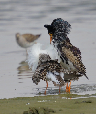 <i class='fa fa-user'></i>&nbsp;Ben Reitsma&nbsp;|   Kemphaan&nbsp; <i class='fa fa-eye'>&nbsp;343</i> &nbsp; <i class='fa fa-comment-o'>&nbsp;8</i>