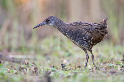 <i class='fa fa-user'></i>&nbsp;Luc Meert&nbsp;|   Waterral&nbsp; <i class='fa fa-eye'>&nbsp;259</i> &nbsp;<i class='fa fa-thumbs-up'>&nbsp;3</i> &nbsp; <i class='fa fa-comment-o'>&nbsp;3</i>