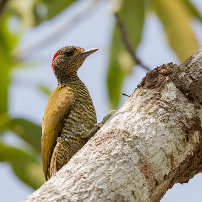 <i class='fa fa-user'></i>&nbsp;Paul van Giersbergen&nbsp;|   Groenrugspecht&nbsp; <i class='fa fa-eye'>&nbsp;238</i> &nbsp; <i class='fa fa-comment-o'>&nbsp;2</i>