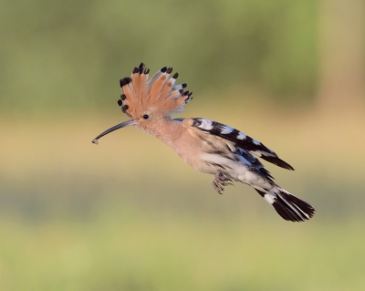 <i class='fa fa-user'></i>&nbsp;Henk Laverman&nbsp;|   Hop&nbsp; <i class='fa fa-eye'>&nbsp;549</i> &nbsp;<i class='fa fa-thumbs-up'>&nbsp;15</i> &nbsp; <i class='fa fa-comment-o'>&nbsp;13</i>