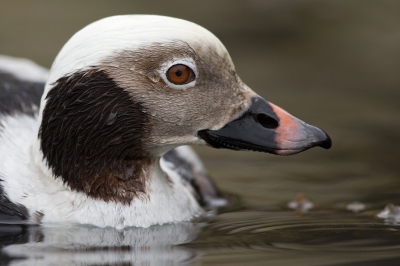 <i class='fa fa-user'></i>&nbsp;Bouke Atema&nbsp;|   IJseend&nbsp; <i class='fa fa-eye'>&nbsp;306</i> &nbsp; <i class='fa fa-comment-o'>&nbsp;4</i>