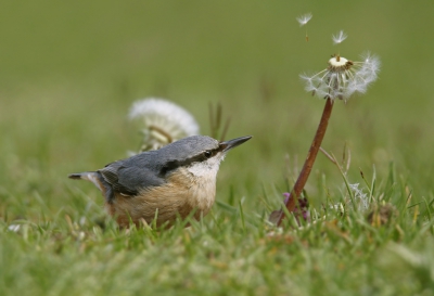 <i class='fa fa-user'></i>&nbsp;Gejo Wassink&nbsp;|   Boomklever&nbsp; <i class='fa fa-eye'>&nbsp;458</i> &nbsp;<i class='fa fa-thumbs-up'>&nbsp;8</i> &nbsp; <i class='fa fa-comment-o'>&nbsp;12</i>