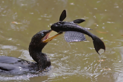 <i class='fa fa-user'></i>&nbsp;Brasil&nbsp;|   Bigua-aalscholver&nbsp; <i class='fa fa-eye'>&nbsp;396</i> &nbsp;<i class='fa fa-thumbs-up'>&nbsp;1</i> &nbsp; <i class='fa fa-comment-o'>&nbsp;2</i>