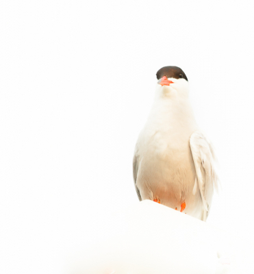 de visdief ging op een lantaarnpaal zitten tegen een witte lucht. door de foto een paar stops over te belichten kwam er een hele lichte foto uit rollen. door vervolgens de donkere delen uit de lantaarnpaal te halen lijkt het net alsof de visdief nergens op zit. persoonlijk vind ik het wel een aparte foto:)