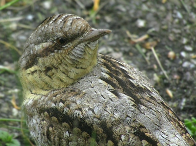 Deze draaihals zat in de voortuin van een oud klasgenoot en was vanuit de woonkamer op minder dan een meter afstand te fotograferen.