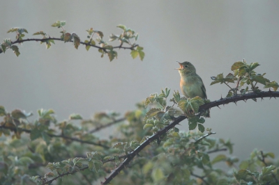 <i class='fa fa-user'></i>&nbsp;Frank Kremer&nbsp;|   Sprinkhaanzanger&nbsp; <i class='fa fa-eye'>&nbsp;300</i> &nbsp;<i class='fa fa-thumbs-up'>&nbsp;2</i> &nbsp; <i class='fa fa-comment-o'>&nbsp;3</i>