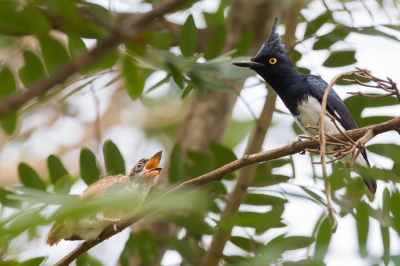 <i class='fa fa-user'></i>&nbsp;Paul van Giersbergen&nbsp;|   Zwart-witte Klauwiervliegenvanger&nbsp; <i class='fa fa-eye'>&nbsp;248</i> &nbsp; <i class='fa fa-comment-o'>&nbsp;2</i>