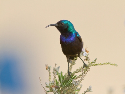 <i class='fa fa-user'></i>&nbsp;JHR&nbsp;|   Palestijnse Honingzuiger&nbsp; <i class='fa fa-eye'>&nbsp;323</i> &nbsp; <i class='fa fa-comment-o'>&nbsp;5</i>