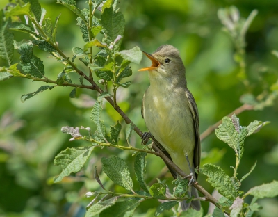 <i class='fa fa-user'></i>&nbsp;Hillebrand Keun&nbsp;|   Spotvogel&nbsp; <i class='fa fa-eye'>&nbsp;369</i> &nbsp;<i class='fa fa-thumbs-up'>&nbsp;3</i> &nbsp; <i class='fa fa-comment-o'>&nbsp;5</i>