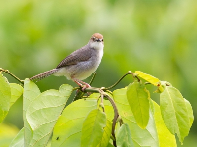 <i class='fa fa-user'></i>&nbsp;Paul van Giersbergen&nbsp;|   Bosgraszanger&nbsp; <i class='fa fa-eye'>&nbsp;307</i> &nbsp; <i class='fa fa-comment-o'>&nbsp;0</i>