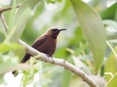 <i class='fa fa-user'></i>&nbsp;Paul van Giersbergen&nbsp;|   Karmeliethoningzuiger&nbsp; <i class='fa fa-eye'>&nbsp;245</i> &nbsp; <i class='fa fa-comment-o'>&nbsp;1</i>