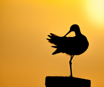 deze grutto  ging zich mooi zitten poetsen op een paaltje tijdens zonsondergang! leuk om mee te maken!