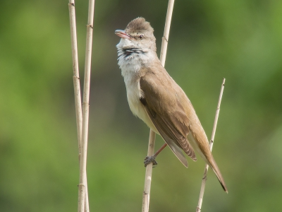 <i class='fa fa-user'></i>&nbsp;Marcel van der Tol&nbsp;|   Grote Karekiet&nbsp; <i class='fa fa-eye'>&nbsp;344</i> &nbsp; <i class='fa fa-comment-o'>&nbsp;4</i>