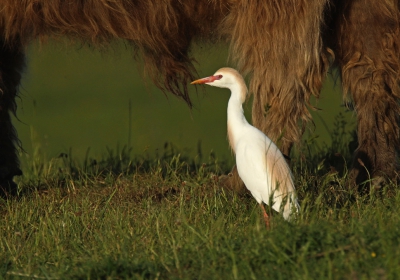 de koereiger was duidelijk in zijn element bij de Schotse hooglanders. Ik vond dat hij op een mooi plekje stond..
