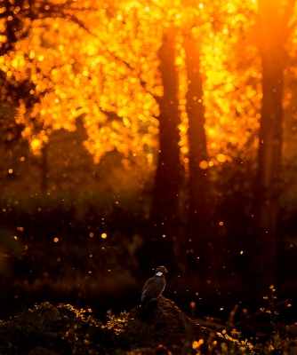 <i class='fa fa-user'></i>&nbsp;Henri Aantjes&nbsp;|   Houtduif&nbsp; <i class='fa fa-eye'>&nbsp;607</i> &nbsp;<i class='fa fa-thumbs-up'>&nbsp;10</i> &nbsp; <i class='fa fa-comment-o'>&nbsp;16</i>