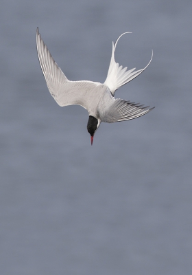 <i class='fa fa-user'></i>&nbsp;Peter Soer&nbsp;|   Noordse Stern&nbsp; <i class='fa fa-eye'>&nbsp;260</i> &nbsp; <i class='fa fa-comment-o'>&nbsp;3</i>