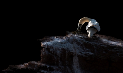 <i class='fa fa-user'></i>&nbsp;rvandijkzl&nbsp;|   Jan-van-gent&nbsp; <i class='fa fa-eye'>&nbsp;510</i> &nbsp;<i class='fa fa-thumbs-up'>&nbsp;4</i> &nbsp; <i class='fa fa-comment-o'>&nbsp;11</i>