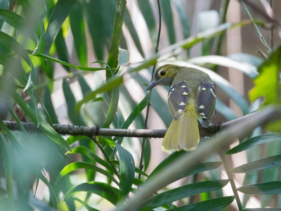 <i class='fa fa-user'></i>&nbsp;Paul van Giersbergen&nbsp;|   Grijskeelnicator&nbsp; <i class='fa fa-eye'>&nbsp;257</i> &nbsp; <i class='fa fa-comment-o'>&nbsp;1</i>