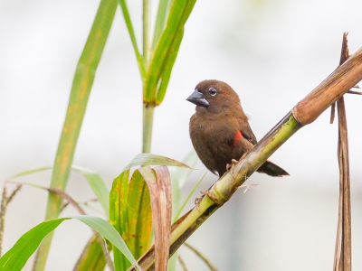 <i class='fa fa-user'></i>&nbsp;Paul van Giersbergen&nbsp;|   Purperastrild&nbsp; <i class='fa fa-eye'>&nbsp;274</i> &nbsp; <i class='fa fa-comment-o'>&nbsp;1</i>