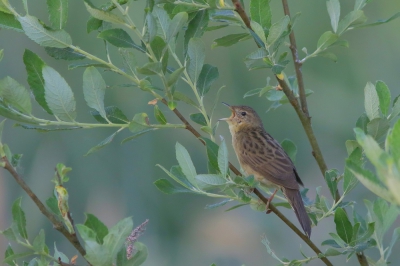 <i class='fa fa-user'></i>&nbsp;groenvogel57&nbsp;|   Sprinkhaanzanger&nbsp; <i class='fa fa-eye'>&nbsp;328</i> &nbsp;<i class='fa fa-thumbs-up'>&nbsp;4</i> &nbsp; <i class='fa fa-comment-o'>&nbsp;9</i>