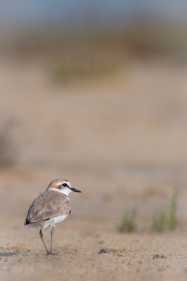 <i class='fa fa-user'></i>&nbsp;Hans Overduin&nbsp;|   Strandplevier&nbsp; <i class='fa fa-eye'>&nbsp;306</i> &nbsp;<i class='fa fa-thumbs-up'>&nbsp;2</i> &nbsp; <i class='fa fa-comment-o'>&nbsp;6</i>