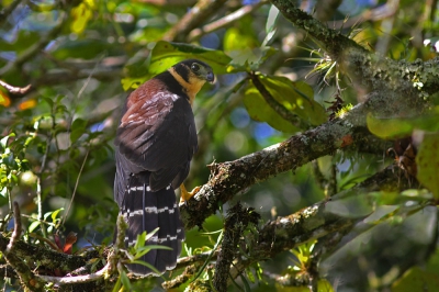 <i class='fa fa-user'></i>&nbsp;Brasil&nbsp;|   Grote Bosvalk&nbsp; <i class='fa fa-eye'>&nbsp;278</i> &nbsp; <i class='fa fa-comment-o'>&nbsp;4</i>