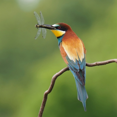 <i class='fa fa-user'></i>&nbsp;corvanspijk&nbsp;|   Bijeneter&nbsp; <i class='fa fa-eye'>&nbsp;673</i> &nbsp;<i class='fa fa-thumbs-up'>&nbsp;21</i> &nbsp; <i class='fa fa-comment-o'>&nbsp;16</i>