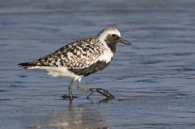 <i class='fa fa-user'></i>&nbsp;Peter Soer&nbsp;|   Zilverplevier&nbsp; <i class='fa fa-eye'>&nbsp;305</i> &nbsp; <i class='fa fa-comment-o'>&nbsp;3</i>