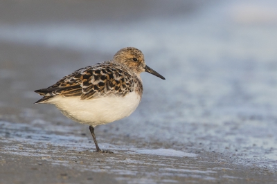 <i class='fa fa-user'></i>&nbsp;Peter Soer&nbsp;|   Drieteenstrandloper&nbsp; <i class='fa fa-eye'>&nbsp;253</i> &nbsp; <i class='fa fa-comment-o'>&nbsp;2</i>