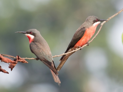 <i class='fa fa-user'></i>&nbsp;Paul van Giersbergen&nbsp;|   Roze Bijeneter&nbsp; <i class='fa fa-eye'>&nbsp;533</i> &nbsp;<i class='fa fa-thumbs-up'>&nbsp;13</i> &nbsp; <i class='fa fa-comment-o'>&nbsp;17</i>