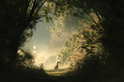 <i class='fa fa-user'></i>&nbsp;dick renes&nbsp;|   Wilde Eend&nbsp; <i class='fa fa-eye'>&nbsp;450</i> &nbsp;<i class='fa fa-thumbs-up'>&nbsp;11</i> &nbsp; <i class='fa fa-comment-o'>&nbsp;14</i>