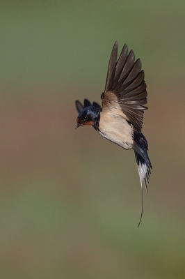 <i class='fa fa-user'></i>&nbsp;Jaap Bakker&nbsp;|   Boerenzwaluw&nbsp; <i class='fa fa-eye'>&nbsp;333</i> &nbsp;<i class='fa fa-thumbs-up'>&nbsp;3</i> &nbsp; <i class='fa fa-comment-o'>&nbsp;8</i>