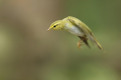 <i class='fa fa-user'></i>&nbsp;Frank Kremer&nbsp;|   Fluiter&nbsp; <i class='fa fa-eye'>&nbsp;423</i> &nbsp;<i class='fa fa-thumbs-up'>&nbsp;2</i> &nbsp; <i class='fa fa-comment-o'>&nbsp;7</i>