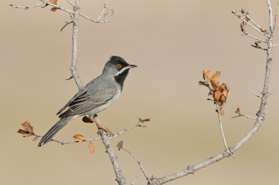 <i class='fa fa-user'></i>&nbsp;sam&nbsp;|   R�ppells Grasmus&nbsp; <i class='fa fa-eye'>&nbsp;400</i> &nbsp;<i class='fa fa-thumbs-up'>&nbsp;13</i> &nbsp; <i class='fa fa-comment-o'>&nbsp;15</i>