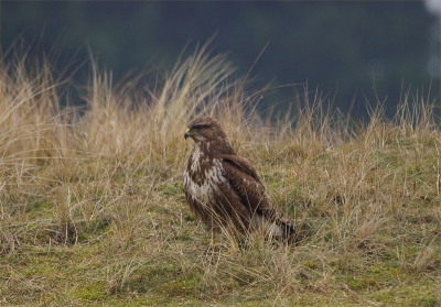 nog een buizerd uit de serie van donderdag.
400iso F6.7 1/125