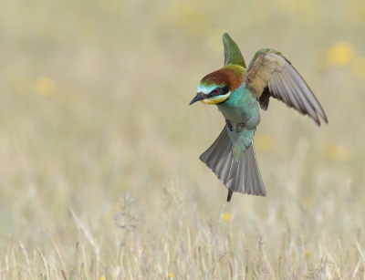 <i class='fa fa-user'></i>&nbsp;Henk Laverman&nbsp;|   Bijeneter&nbsp; <i class='fa fa-eye'>&nbsp;283</i> &nbsp; <i class='fa fa-comment-o'>&nbsp;4</i>