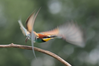 <i class='fa fa-user'></i>&nbsp;corvanspijk&nbsp;|   Bijeneter&nbsp; <i class='fa fa-eye'>&nbsp;292</i> &nbsp;<i class='fa fa-thumbs-up'>&nbsp;1</i> &nbsp; <i class='fa fa-comment-o'>&nbsp;5</i>